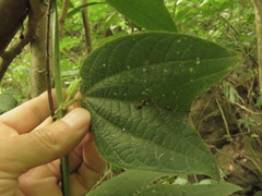 Passiflora costaricensis