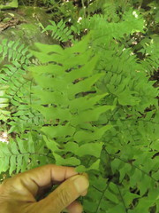 Adiantum trapeziforme
