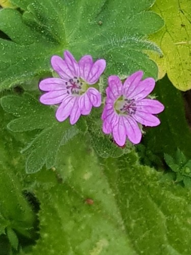 Geranium molle image