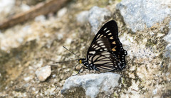 Euripus nyctelius