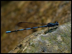 Argia concinna