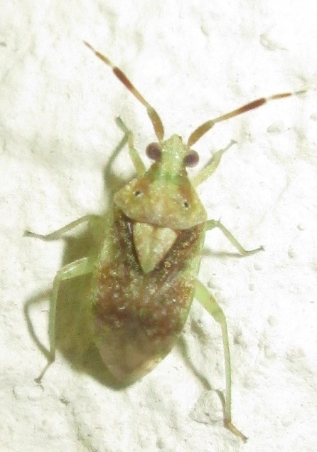 Eurystylus oldi