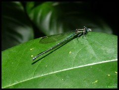 Argia concinna