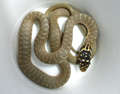 Hierophis viridiflavus