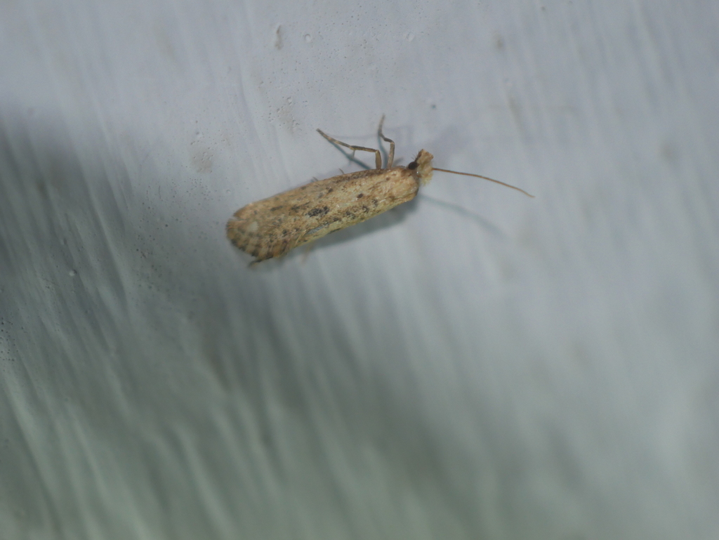 Myrmecozela ataxella