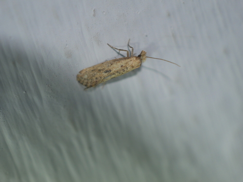 Myrmecozela ataxella