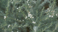 Aspalathus candicans