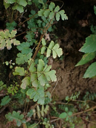 Image of Anemia hirsuta by (c) Louis Imbeau, some rights reserved (CC BY)