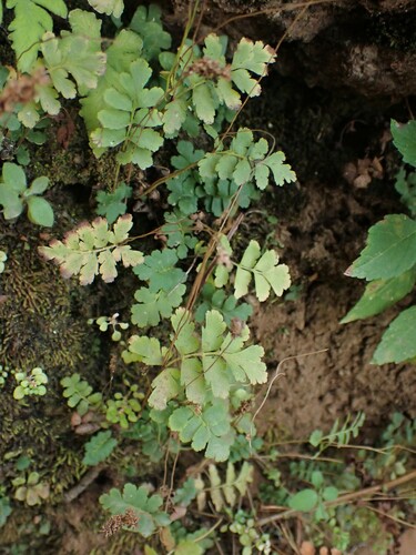Image of Anemia hirsuta by (c) Louis Imbeau, some rights reserved (CC BY)