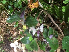 Tradescantia cerinthoides