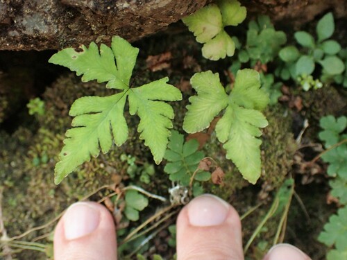 Image of Doryopteris concolor by (c) Louis Imbeau, some rights reserved (CC BY)