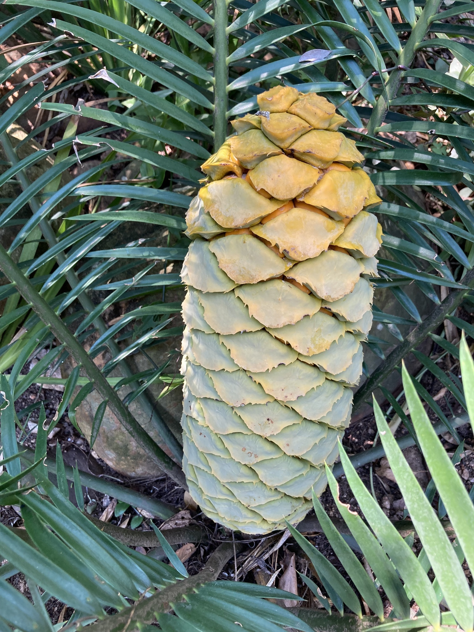 Encephalartos cerinus