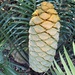 Encephalartos cerinus - Photo (c) Simon Attwood, some rights reserved (CC BY-NC), uploaded by Simon Attwood