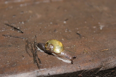 Helicarion mastersi