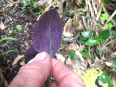 Tradescantia cerinthoides