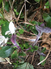 Tradescantia cerinthoides