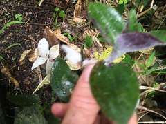 Tradescantia cerinthoides