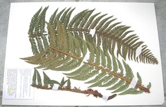 Polystichum × arendsii