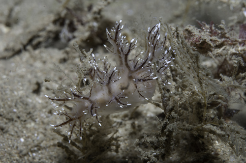 Dendronotus keatleyae, photo 4 of 10