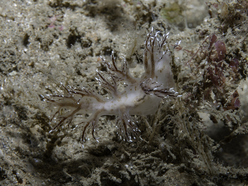 Dendronotus keatleyae, photo 5 of 10