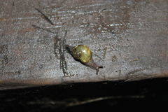 Helicarion mastersi