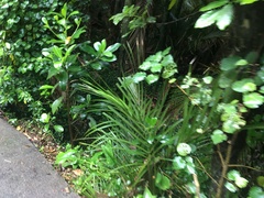 Corynocarpus laevigatus
