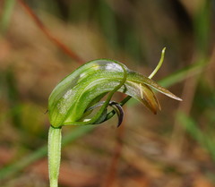 Pterostylis × ingens