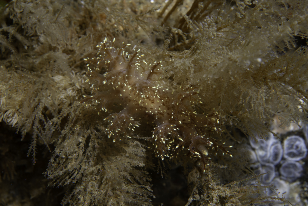 Dendronotus keatleyae