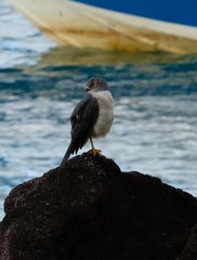 Accipiter francesiae