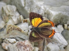Heliophorus brahma