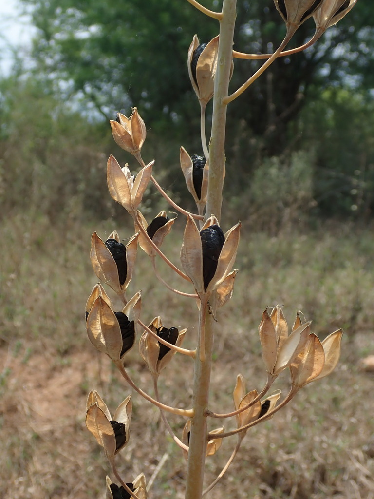 Drimia nagarjunae, Kerala, India