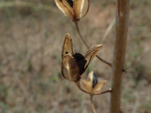 Drimia nagarjunae