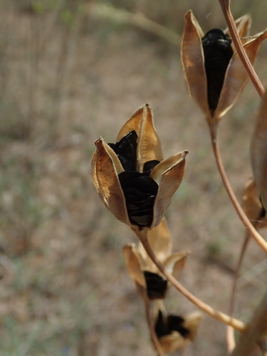Drimia nagarjunae