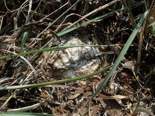 Drimia nagarjunae
