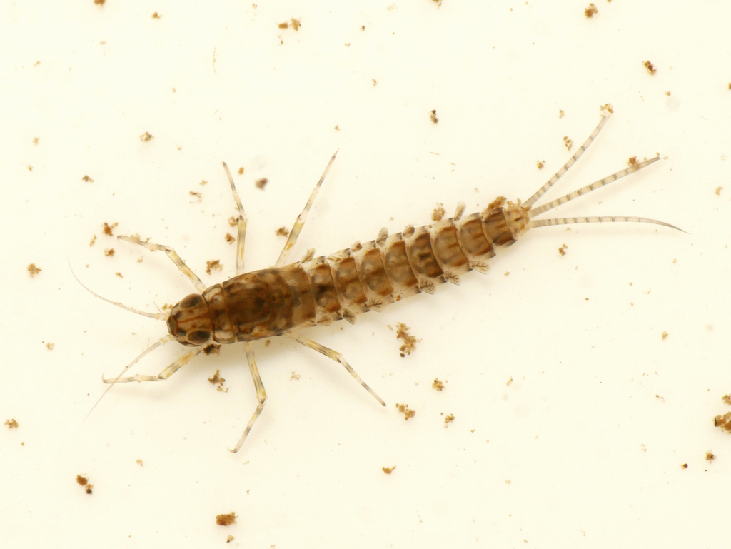 Small Spurwing