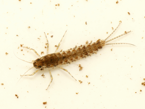 Small Spurwing