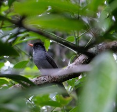 Hypsipetes madagascariensis