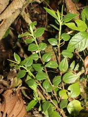Image of Peperomia montecristana