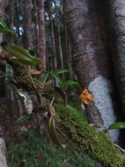 Bulbophyllum analamazoatrae image