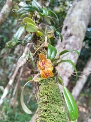 Bulbophyllum analamazoatrae image