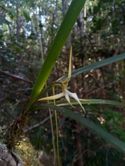 Jumellea stenophylla image