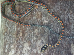 Chrysopelea paradisi