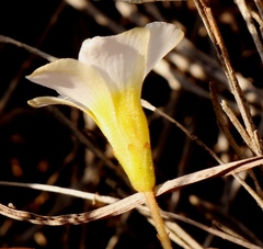 Oxalis fergusonae