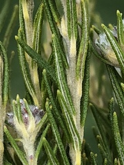 Phylica wittebergensis