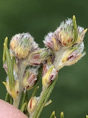 Phylica wittebergensis