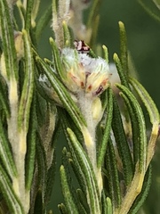 Phylica wittebergensis