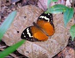 Aterica rabena