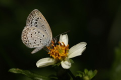 Pseudozizeeria maha okinawana