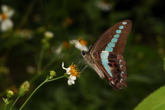 Graphium sarpedon connectens