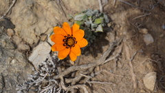 Gazania lanata